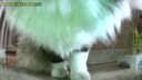 维安视宠物AI摄像头陪伴机器人全屋移动监控wifi看老人小孩4g智能语音摄像头 【WIFI版】远程全屋移动逗宠机器人皓月白色 征集买家秀晒图返20元 实拍图