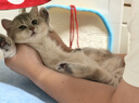 拜达尔硫酸新霉素滴眼液宠物猫咪狗狗眼睛发炎流泪泪痕结膜炎眼药水8ml 实拍图