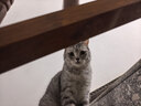 pidan猫砂 豆腐膨润土70%:30%混合1.9kg 实拍图