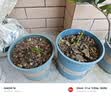 玫瑰花苗老桩绿植物盆栽月季蔷薇老根室内外阳台庭院特大花卉四季 6果汁阳台（老桩苗四季开花） 实拍图