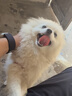 派得狗粮 金毛40拉布拉多阿拉斯加马犬萨摩耶德牧 中大型犬通用粮 经典成犬狗粮40斤丨送狗粮2斤 实拍图
