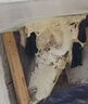 水管堵漏王胶铁水管高压油管带水补漏速干胶强力粘合剂铸工胶 耐高温高压【强力铸工胶】1瓶 实拍图