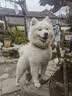 可悠然宠物护毛素修护滋养毛发水润亮泽除臭止痒猫咪狗狗摩洛哥精油精华 实拍图