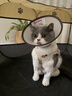 欢宠网宠物猫咪绝育服猫手术服母猫衣服断奶术后恢复猫猫小猫透气防舔衣 实拍图