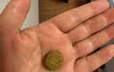 麦德氏IN狗狗鲨鱼软骨素340g宠物狗狗关节软骨素钙片修护关节老年犬 实拍图