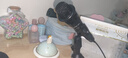 好牧人 声卡直播设备套装唱歌麦克风手机电脑录音抖音直播变声器外置户外全民K歌全套专用话筒电容麦 V8蓝牙灯效黑+手持麦【3米耳机+三角支架】 实拍图