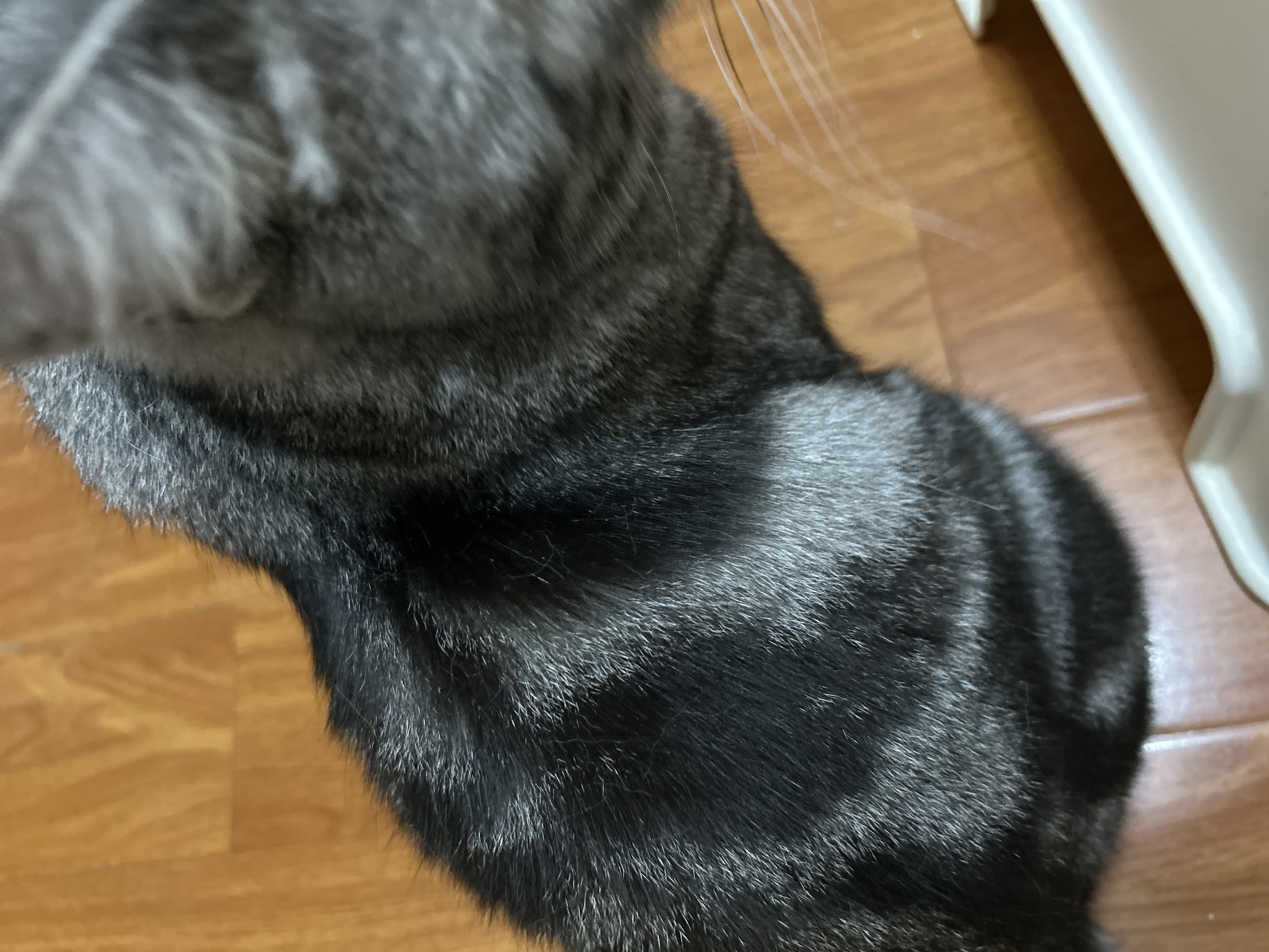 爱立方鹌鹑冻干猫咪生骨肉 猫粮宠物补钙磨牙猫零食鹌鹑冻干40g 实拍图