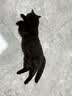 诚实一口小轻袋OX-FIT全价鲜肉烘焙猫粮成猫56天体重管理9kg[618囤货] 实拍图