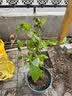CHUANGSHIJI树莓苗双季树莓覆盆子树苗黄红树莓苗南方北方种植盆栽地栽果树苗 2年苗【品种留言】 60cm(含)-69cm(含) 实拍图