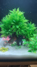 萌嘟星宠仿真水草鱼缸造景套装水族箱布景装饰摆件假植塑料假水草 11件套 实拍图
