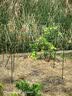 包塑钢管园艺支架杆黄瓜豆角葡萄种菜爬藤架绿植架攀爬架 直径20mm长度240cm【10支装赠 10 个钢丝扣】 实拍图