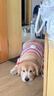 皇家狗粮 成犬狗粮 犬粮 宠物大型犬 GR26全价犬粮≥15月15KG 实拍图