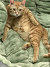 皇家成猫 户外成猫 O30 通用粮 12月以上 4KG 实拍图