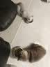 TIANYIKO添一口 冻干三文鱼肉松宠物零食猫犬通用拌粮肉松挑食克星100g 实拍图