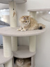 兽牌森林猫爬架大型猫树猫窝一体豪华剑麻猫架太空舱缅因大猫四季适用 森林【经典款】 实拍图