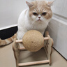 HELLOJOY逗猫咪玩具自嗨解闷猫抓板幼猫爪板小猫抓球耐抓不掉屑耐磨猫爬架 实拍图
