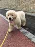 三条尾巴纯种金毛幼犬赛级家养宠物狗活体金毛犬成年犬成年大型金毛健康 黄色/金色 2026-08-01 花花 宠物级 金毛犬【视频选宠】 实拍图