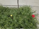 大芹胡植物爬藤网攀爬网豆角蔬菜瓜类尼龙网支架网园艺网百香果种植网 【长度包边】 1米宽5米长  配扎带 简单操作易上手 园艺爬藤新神器 实拍图