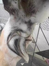 UIJO有觉控油蓬松洗发水专用去屑止痒香氛持久留香男女洗头膏露洗发液 实拍图