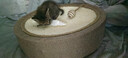 京东京造 鲜肉多多全价主食猫条15g*6支 3拼味猫零食鸡鱼成猫幼猫试吃 实拍图