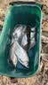 川泽轻口小碎目鲫鱼漂高灵敏纳米浮漂醒目浮标顿口防风浪抗走水鲤鱼漂 CA01-4细尾野钓综合吃铅2.0克 实拍图