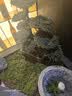 九千谷花盆托盘长方形大号种菜盆多肉花盆底座黑棕1个装3903 实拍图