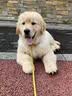三条尾巴纯种金毛幼犬赛级家养宠物狗活体金毛犬成年犬成年大型金毛健康 黄色/金色 2026-08-01 花花 宠物级 金毛犬【视频选宠】 实拍图