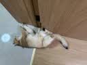 倍内菲猫粮经典系列全价无谷冻干鸡肉鱼肉牛羊肉成幼猫咪全期营养主粮 经典鸡肉猫粮1.8kg 实拍图