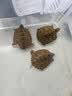 哈哈球儿童玩具球篮球足球拍拍球幼儿小皮球1-6岁2号宝宝草地球生日礼物 实拍图