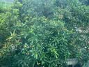 洛芙联苯苄唑溶液喷雾剂60ml治脚气药止痒脱皮烂脚丫真菌感染自营脚臭脚气喷雾剂起小水泡抗真菌喷雾专用药 实拍图