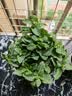 京云梦薄荷盆栽阳台可食用香草驱蚊虫绿植四季室内室外棱形源头直发 实拍图
