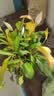 年宵花【热销款】白掌一帆风顺盆栽水培植物绿植过年装饰摆件年货 【店主推荐】特级白掌6-8株带花+早安盆+营养液 实拍图