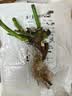 玫瑰花苗老桩绿植物盆栽月季蔷薇老根室内外阳台庭院特大花卉四季 46摩纳哥公爵（老桩苗四季开花） 实拍图