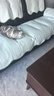 pidan猫砂 天然钠基球型猫砂2.4kg*4包 球型膨润土砂京东自营 实拍图