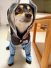 嬉皮狗全包狗雨衣四脚防水泰迪比熊幼犬小型犬防脏雨天衣服 邦迪蓝 XL 建议体重12-16斤 实拍图