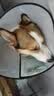 憨憨乐园伊丽莎白圈耻辱圈狗狗猫项圈猫咪头套宠物脖套大型犬防咬圈用品1 实拍图