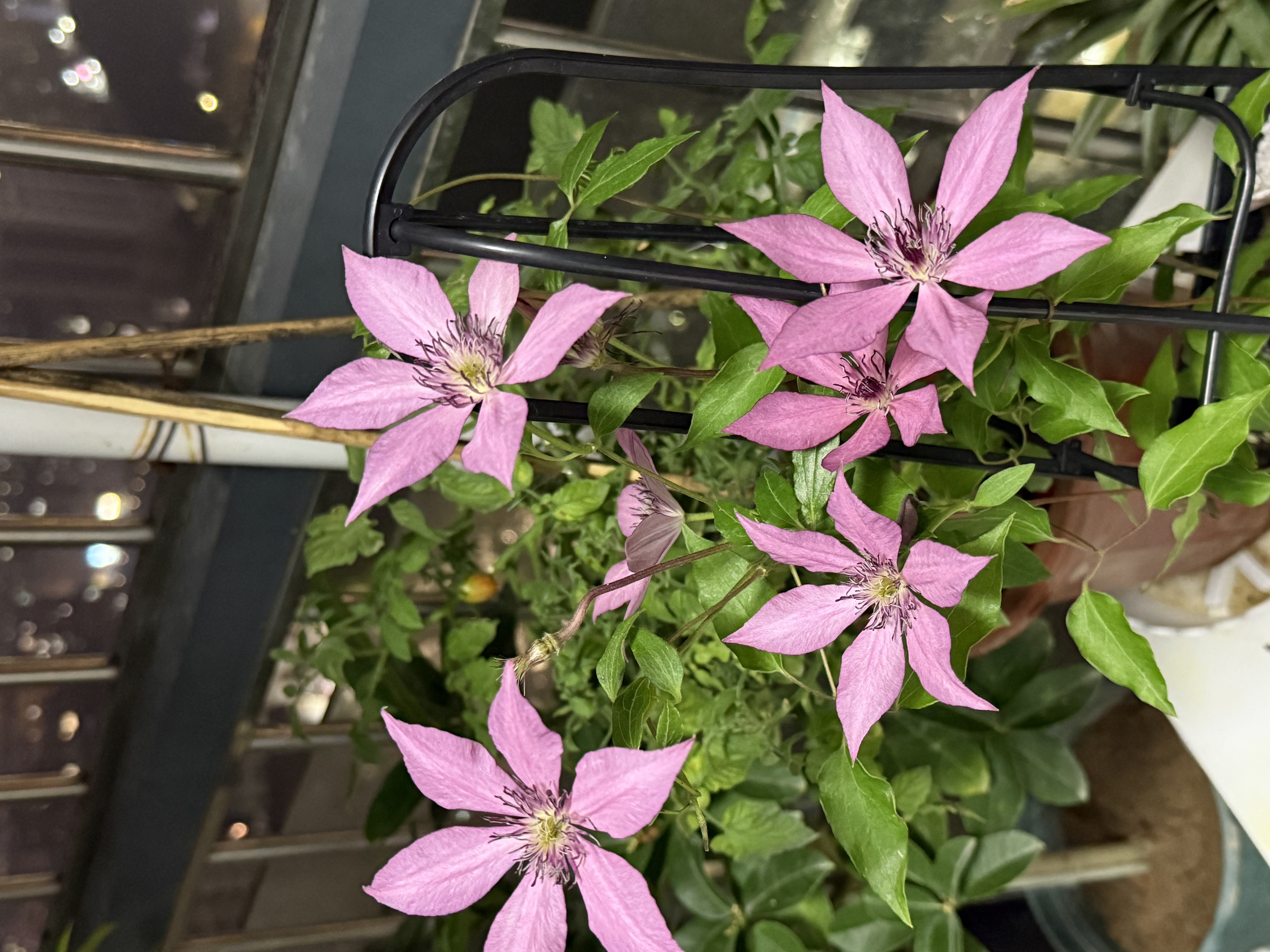 千百季小黑精甲噁霉灵颗粒剂花药多肉花卉盆栽黑根腐枯萎烂根杀菌剂 实拍图