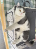 皇家猫粮 英短成猫粮 BS34 通用粮 12月以上 2KG 实拍图