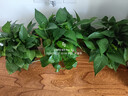 京东绿植绿萝盆栽除甲醛花卉绿植办公室新房净化空气180托盘4盆装源头直 实拍图