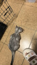 Orijen渴望幼猫猫粮无谷高肉含量奶糕幼猫增肥促进发育【官方授权】 【详情页领券更优惠】5.4kg-27/6/2 实拍图