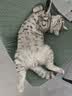 普安特猫咪狗狗宠物除臭剂去味喷雾猫尿分解剂消毒抑菌猫砂环境消毒水 实拍图