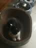 疯狂的主人圆形猫抓板窝耐磨不掉屑猫窝一体猫咪抓盆大号抓不烂猫爪板耐抓 实拍图