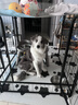 伯纳天纯冻干狗粮生鲜鸭肉梨全价冻干成犬幼犬通用犬粮 15kg囤货装 实拍图