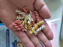 小鹿蓝蓝婴幼儿面条 多维螺旋造型面 鳕鱼甜菜金瓜味200g 钙铁锌无盐面条 实拍图