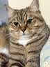 皇家成猫猫粮 口感型 ES35通用粮12月以上10KG 实拍图