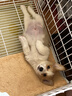滴露（Dettol）宠物家庭消毒液宠物环境杀菌 猫砂除臭去味 宠物除臭剂消毒水1L*2 实拍图