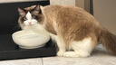 好主人（CARE） 无谷冻干幼猫成猫猫粮 全价通用粮 82%含肉量 1.6kg/3.2斤 实拍图