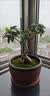孙凯（SUNKAI）鲜活苔藓青苔藓 微景观植物盆景生态瓶diy绿植水陆缸假山盆栽盆景 实拍图