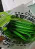 养益君纯羽衣甘蓝粉180g（6g*30条）青汁果蔬膳食纤维早餐冲饮代餐粉 实拍图