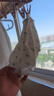 安可新 婴儿纱布尿布新生儿纯棉纱布7A抗菌透气可水洗尿布17*45cm 6条装 实拍图